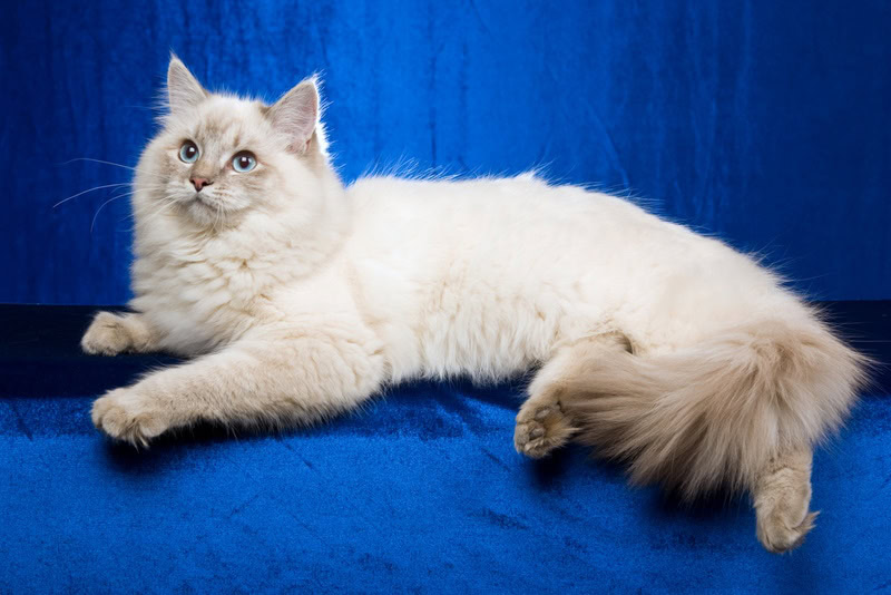 blue lynx ragdoll cat in blue background