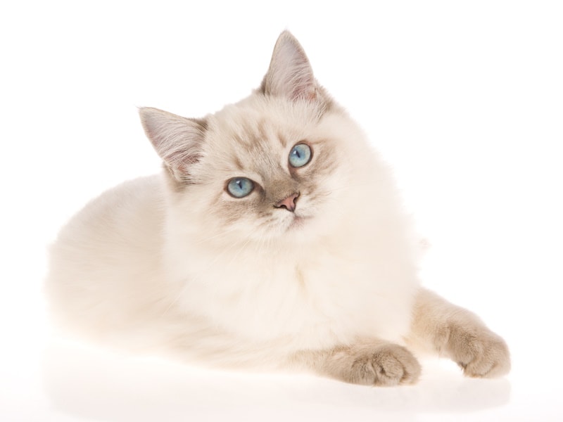blue lynx ragdoll cat in white background