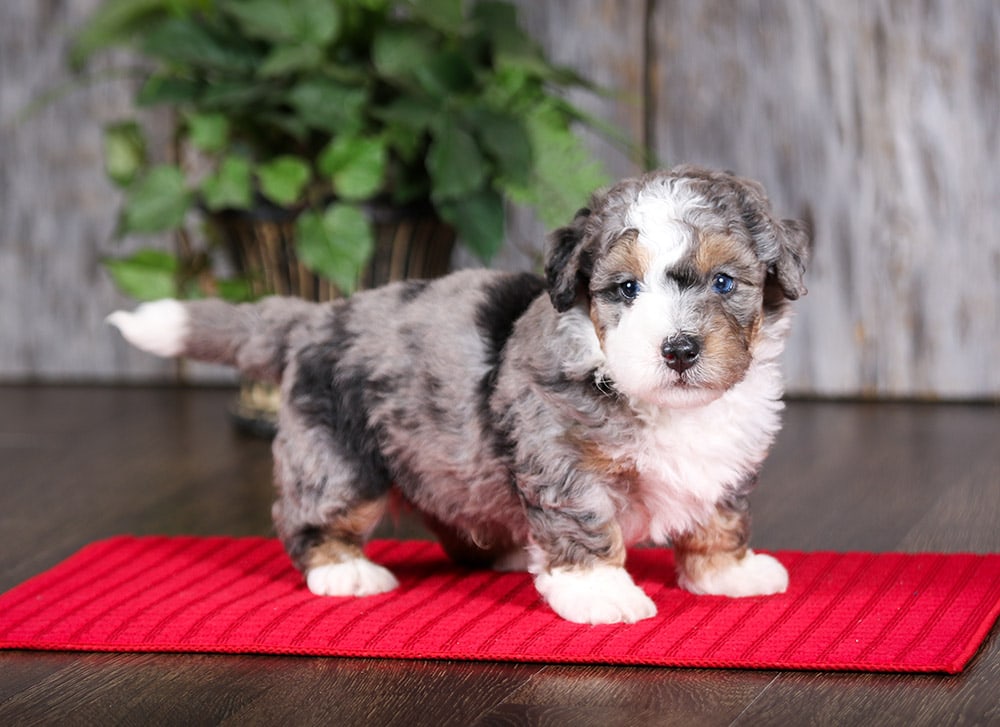 Blue Merle F2 Mini Bernedoodle puppy