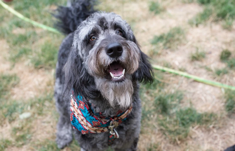 blue merle goldendoodle dog smiling up at the camera