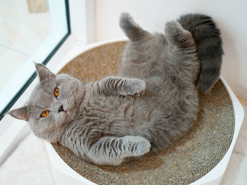 blue munchkin cat lying on his back