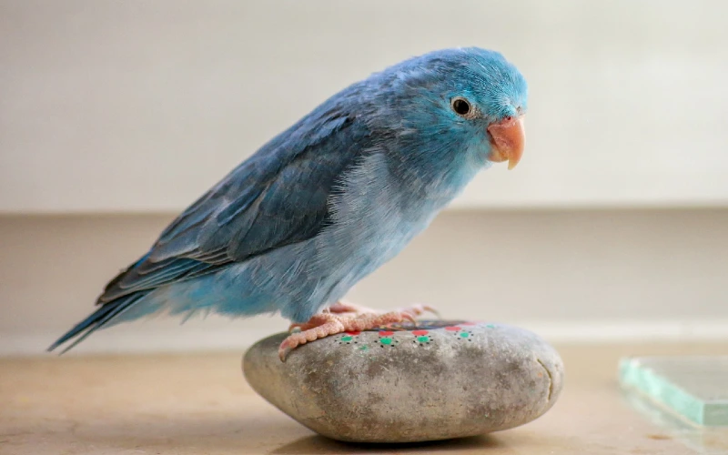 blue parrot bird perched on a rock