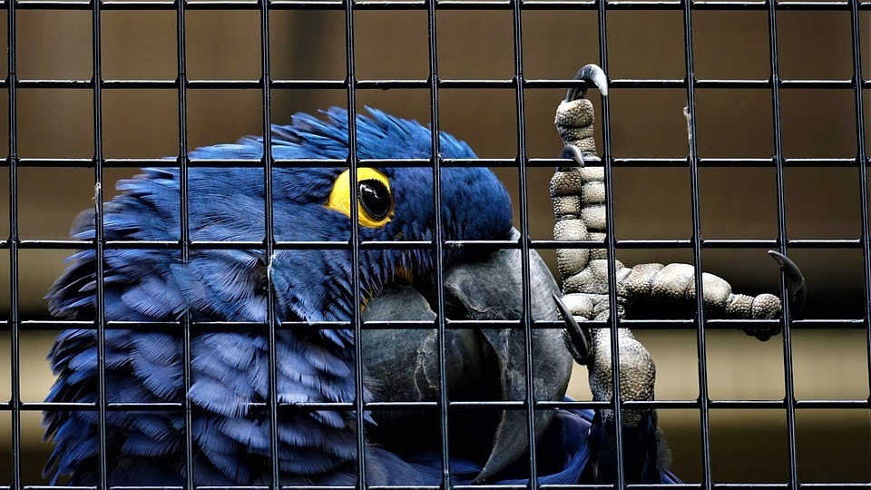blue parrot inside the cage