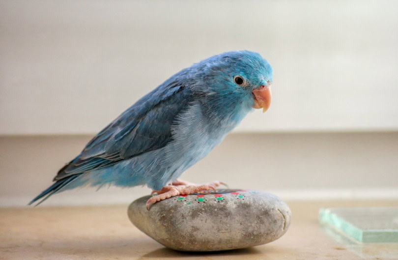 blue parrotlet