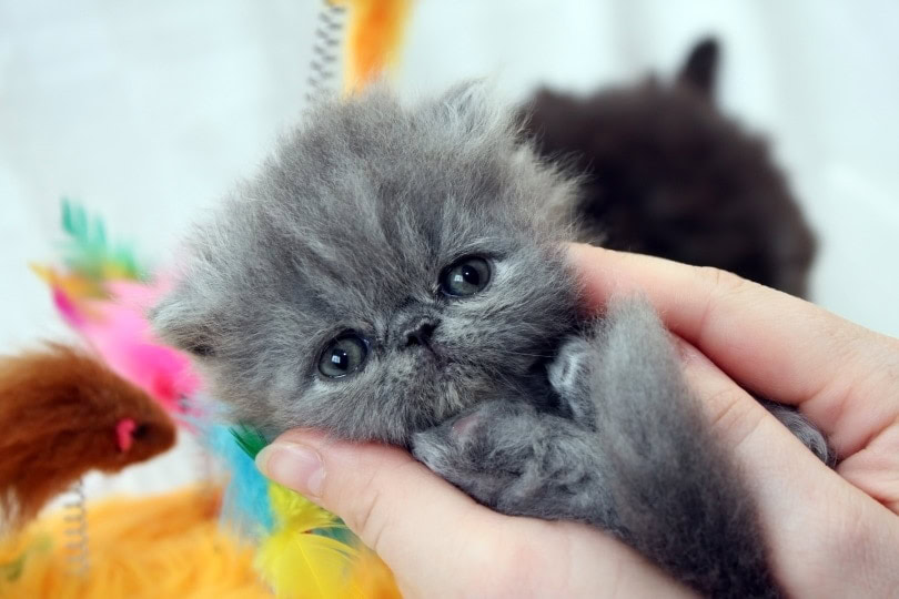 blue persian kitten