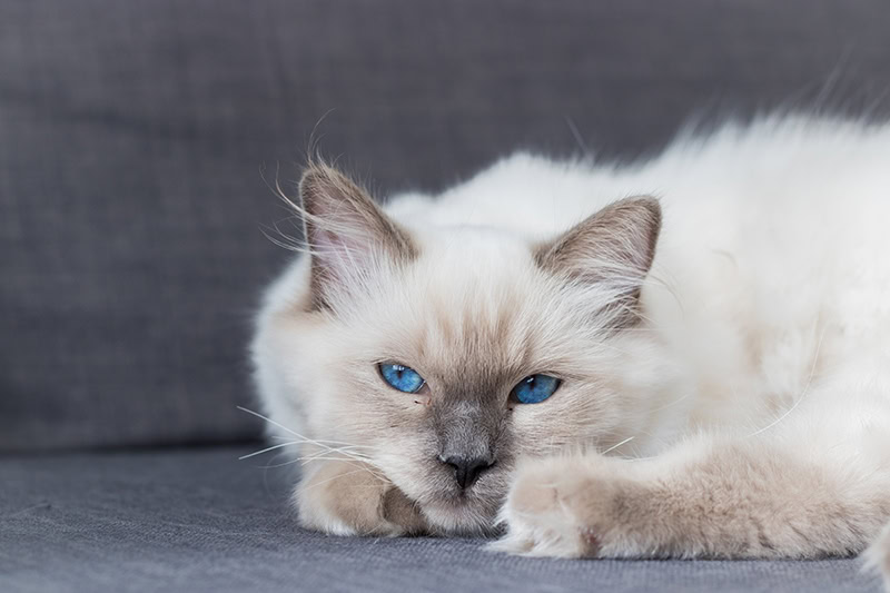 Blue point ragdoll resting