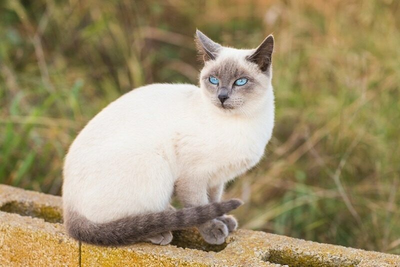 blue point siamese cat