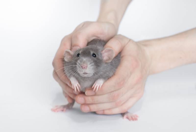 blue rat in the hands of a man
