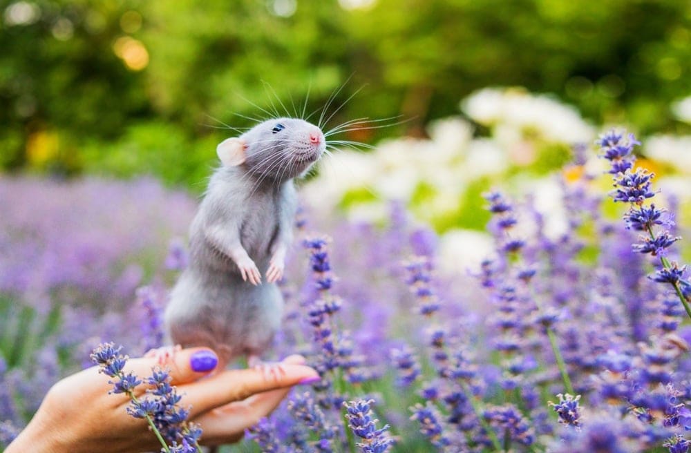 blue rat smelling flowers