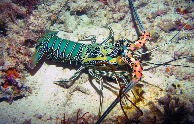 blue spiny lobster or painted crayfish (Panulirus versicolor)