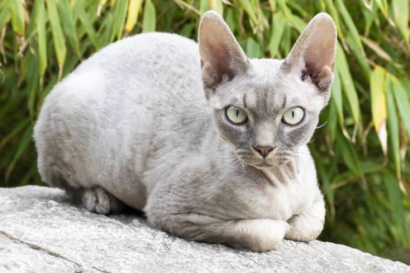 blue tabby devon rex cat in the garden