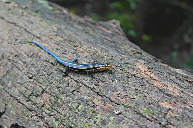 blue tailed skink in wood
