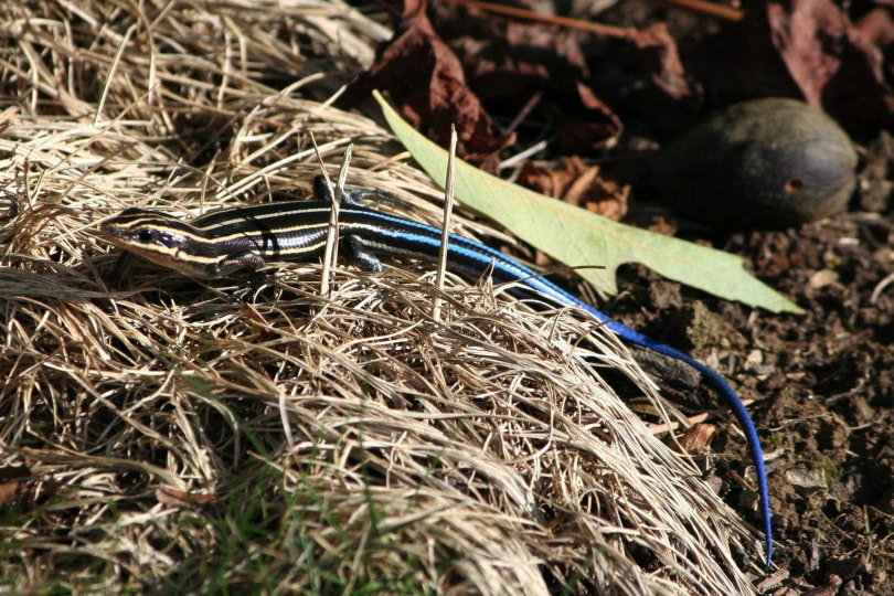 blue tailed skink_Piqsels
