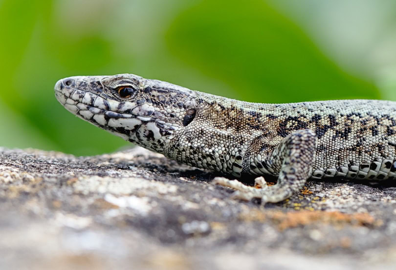 blue tegu_DerWeg_Pixabay