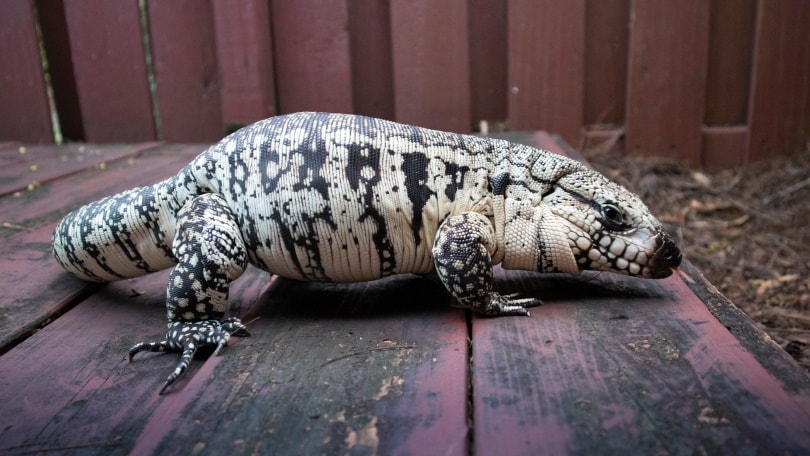 blue tegu_Jortiz9758_Shutterstock