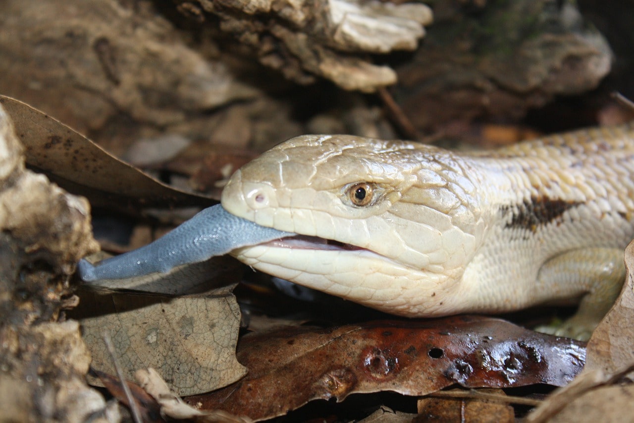 blue tongue skink in the wild