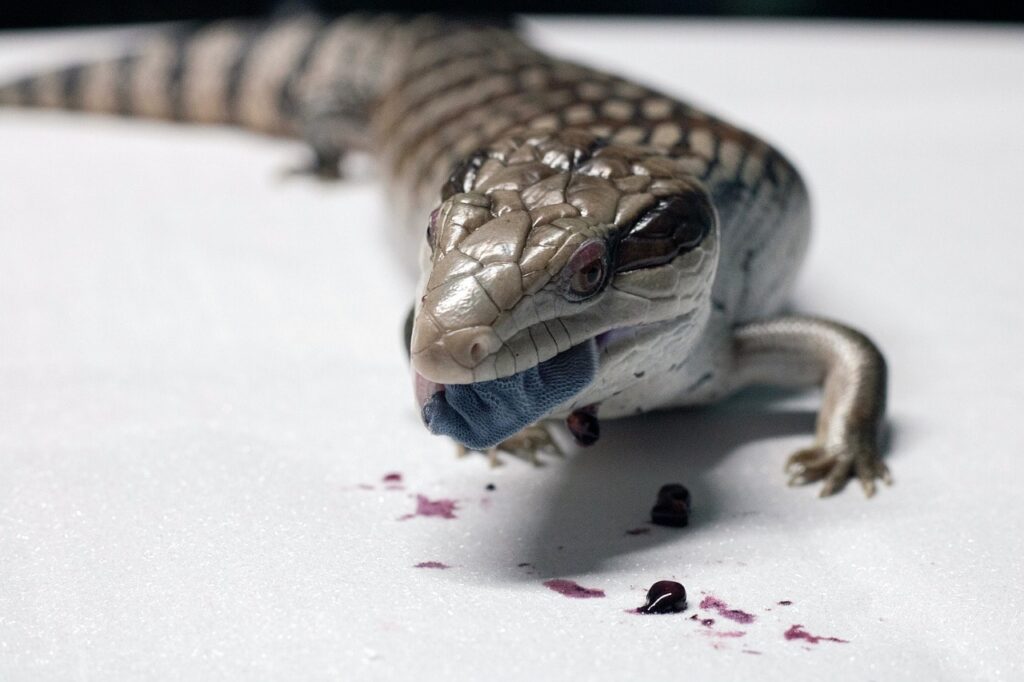 blue-tongued skink eatin_Pixabayg