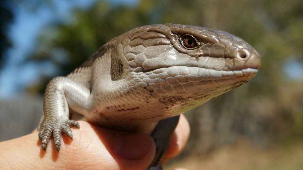 blue-tongued skink head_Pixabay