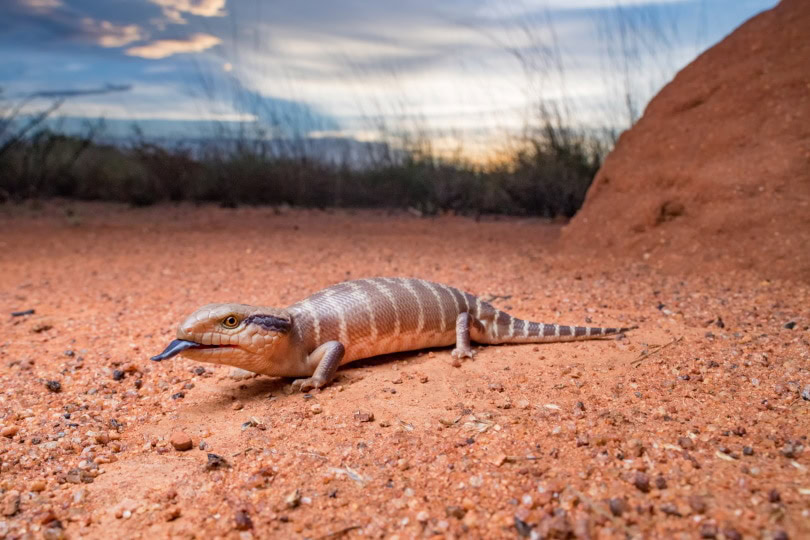 blue tongued skink_Adam Brice_Shutterstock