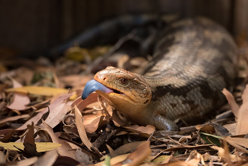 Blue Tongued skink