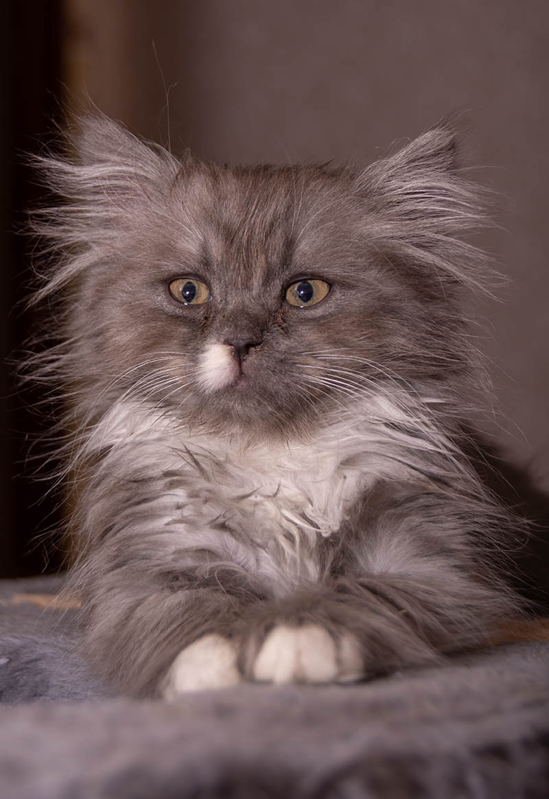 blue turkish angora kitten