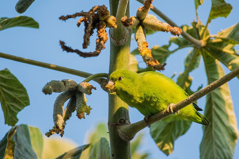 Blue-winged Parrotlet 