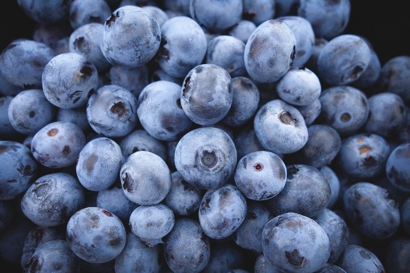blueberries close up