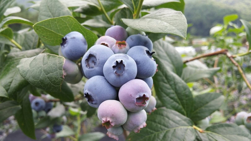 Blueberry fruit