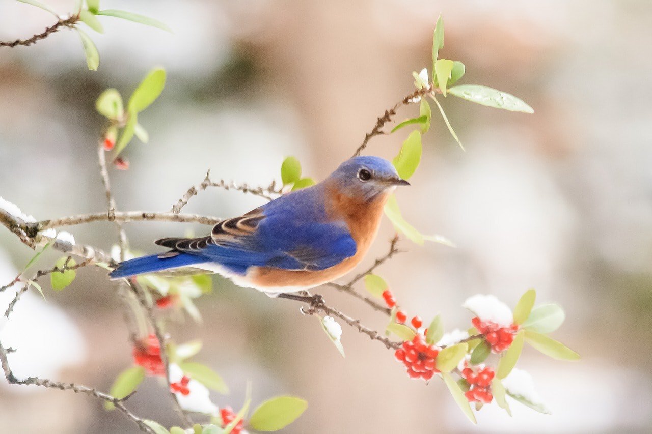 bluebird in a branch