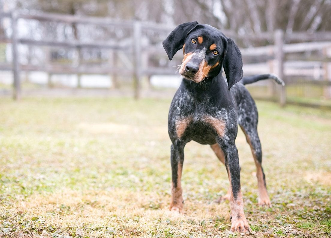 Bluetick coonhound