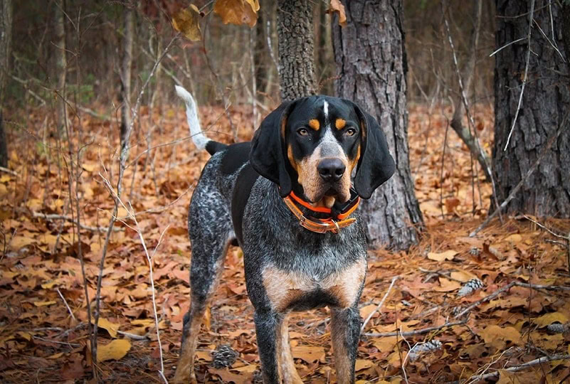 bluetick coonhound_Taylor-Walter_Shutterstock