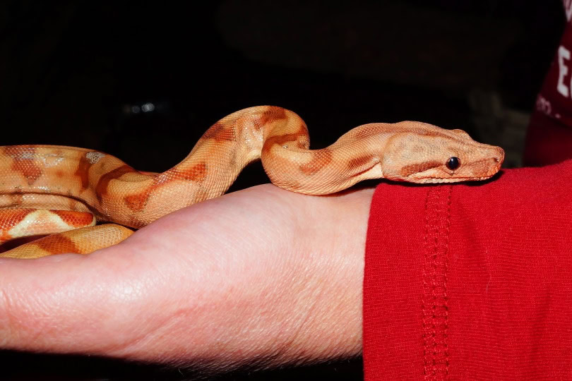 boa constrictor in mans arm