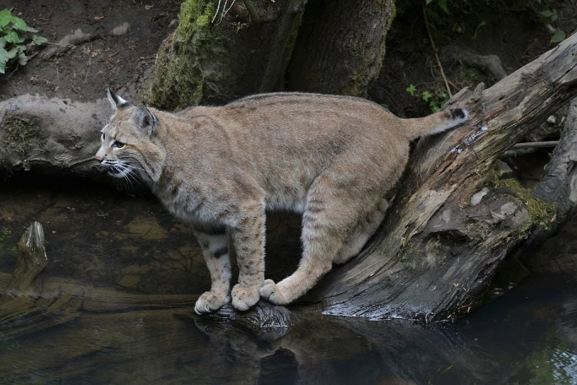 bobcat by the water in the wild