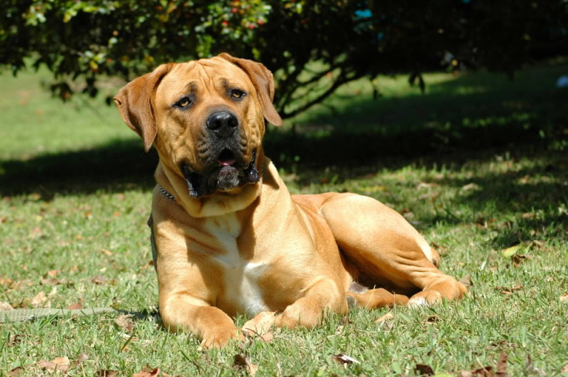 boerboel dog lying on the grass