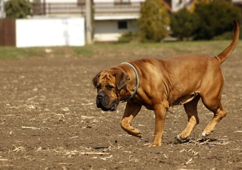 boerboel_ Jan Steiner_Pixabay