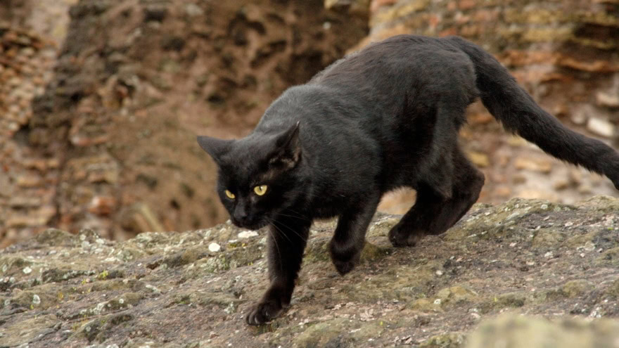 bombay cat walking