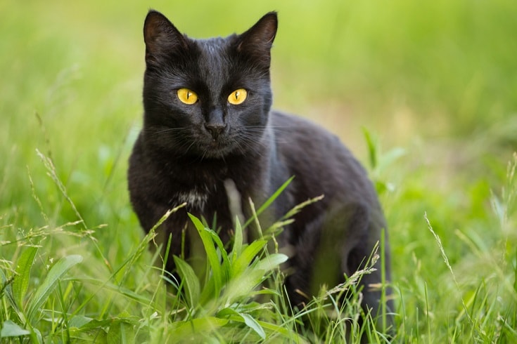 bombay cat