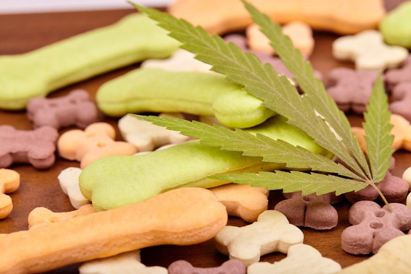 bone shaped CBD cannabis treats for pets