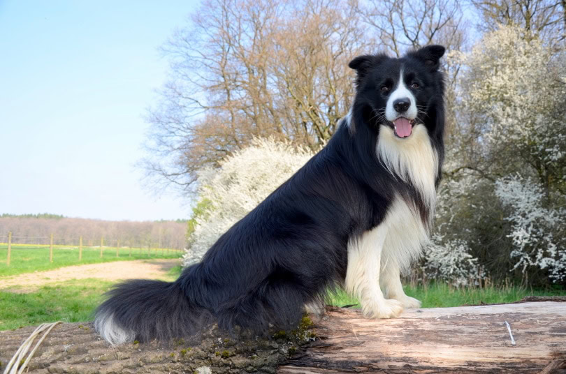 border collie