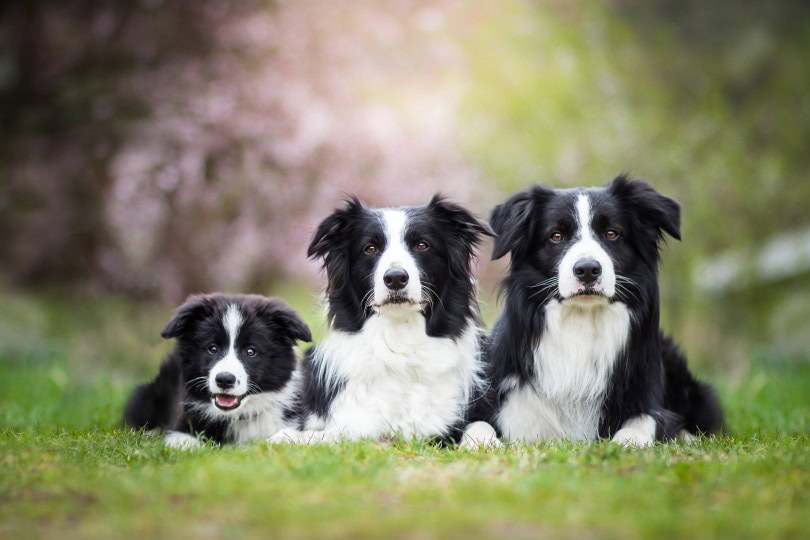 border collie_xkunclova_Shutterstock