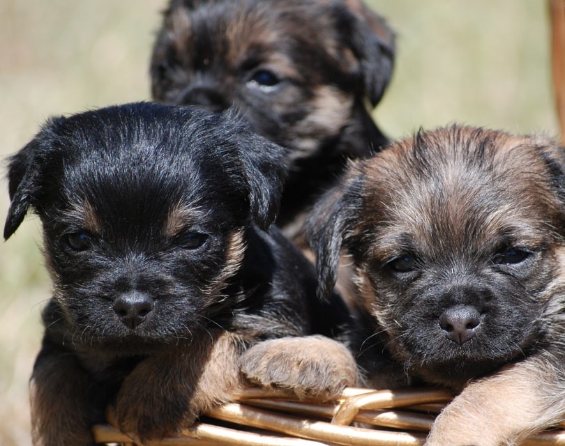 border terrier puppies_voodoo96_Pixabay