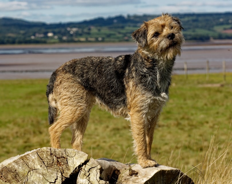 15 Types Of Terrier Dog Breeds Small Large With Info Pictures 15 Types Of Terrier Dog Breeds Small Large With Info Pictures