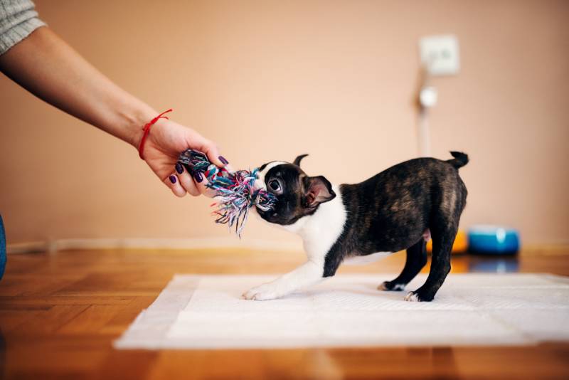 boston terrier puppy pulling toy while girls hand holding another side