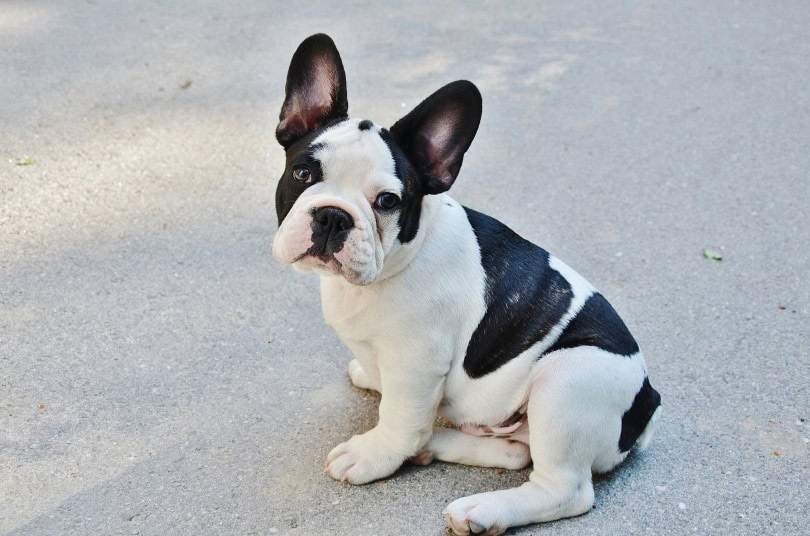 boston terrier_Piqsels