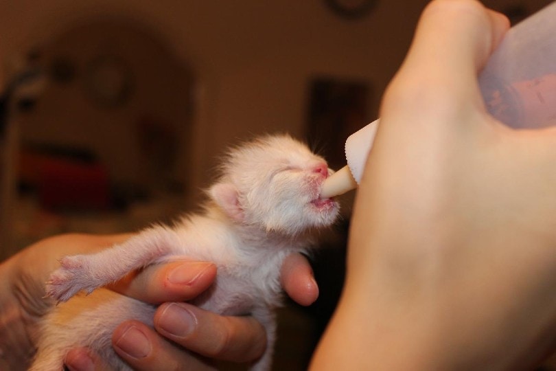 bottle feeding a newborn kitten