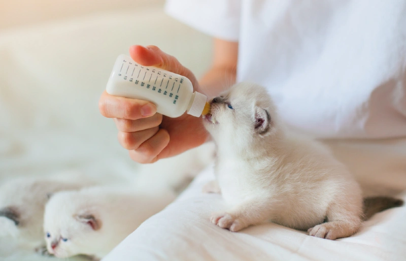 bottle feeding siamese kittens with milk
