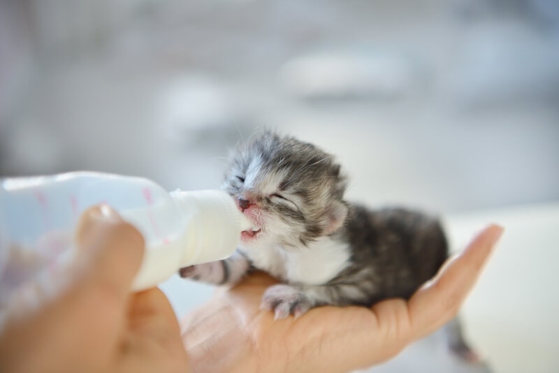 bottlefeeding newborn kitten