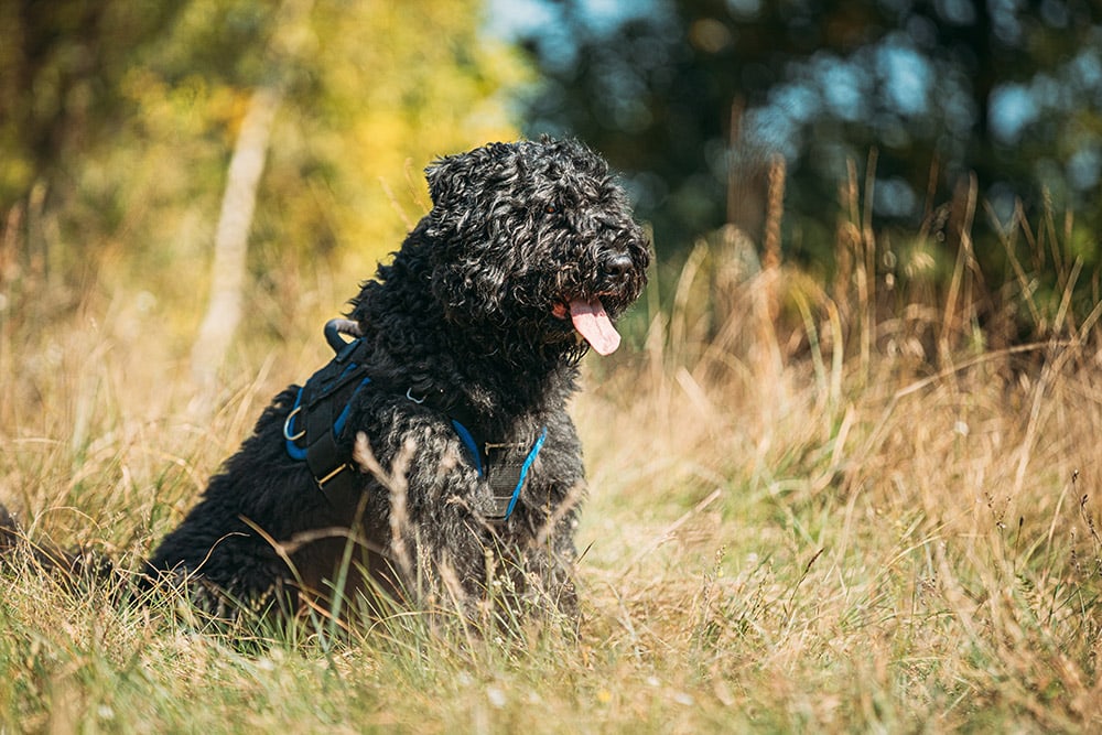 Bouvier des Flandres dog sitting on the grass