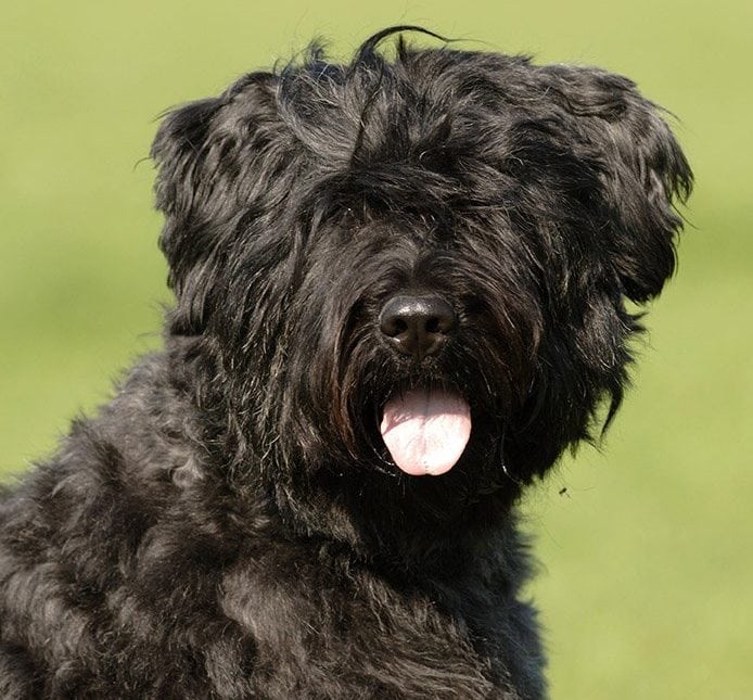 Bouvier Des Flandres