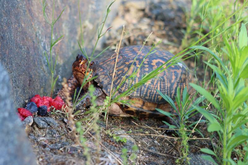 box of turtle snacking on berries